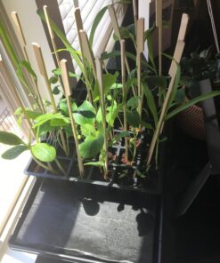 Burpee Self-Watering Seed Starter Tray, 72 Cells 72 Cell Self-Watering Starter 35 71F97Wv6e2L