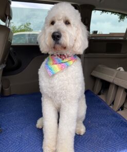 Proden PlaqueOff Dental Care for Dogs and Cats, 180gm 44 71F9tdz26HL