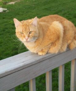 Natural Balance Limited Ingredient Diets Green Pea & Duck Formula Dry Cat Food, 5 lbs. Duck & Green Pea 5.00 Pound (Pack of 1) 28 71FA3RKOHlL 1