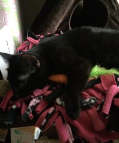 OurPets 100-Percent North American Catnip Filled Carrot Cat Toy 24 Karat OurPets 100-Percent Premium North- American Grown Cosmic Catnip Cat Toy 43 71FAFTx7fL