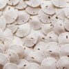 Tumbler Home Sand Dollars 50pcs - Under 1" Inch - Small Natural White Sand Dollar - Sea Shell for Crafts - Wedding Shells - Bulk Sand Dollars 17 71FET4E88XL