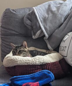 Petmate Aspen Pet Self Warming Round Bed, 19.5 Inches, Barn Red and Cream 19.5"L x 19.5"W x 7.0"Th 38 71FEhiNHjoL