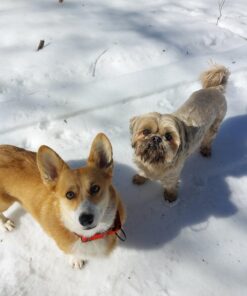 Milo's Kitchen Dog Treats, Chicken Meatballs, 18 Ounce 18 Ounce (Pack of 1) 32 71FFMvKNEUL