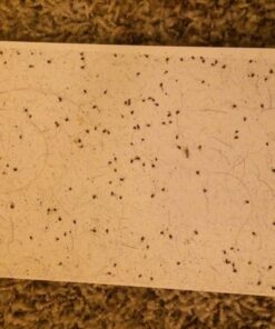 Enoz Trap-N-Kill Replacement Flea Trap Sticky Capture Pads for Use with Flea Traps, Nontoxic, Made in USA, 3 Count 1-Pack 12 71FFRS3 yLL