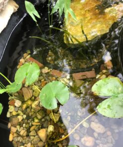 Summit Clear-Water Barley Straw Pond Treatment, 2-Pack, Treats upto 2000 Gallons, 1000 Gallons per Bale Treats 2000 Gallons 24 71FFvPJHS3L