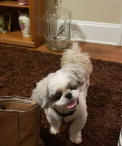 CESAR Adult Wet Dog Food Loaf & Topper in Sauce Rotisserie Chicken Flavor with Bacon & Cheese, 3.5 oz. Easy Peel Trays, Pack of 24 3.5 Ounce (Pack of 24) 35 71FGcn9yYzL 2