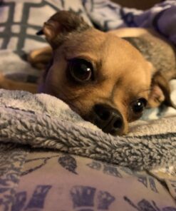 PURINA Busy Made in USA Facilities Toy Breed Dog Bones, Tiny - 30 ct. Pouch 30 Count (Pack of 1) 43 71FIETyYuPL