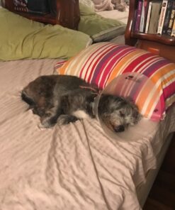 NaturVet – Brewer’s Dried Yeast Formula with Garlic Flavoring – Plus Omegas | Rich in Omega-3, 6 & 9 Fatty Acids | Fortified with B1, B2, Niacin & Vitamin C | for Dogs & Cats | 1000 Chewable Tablets 16 71FK86wGyYL