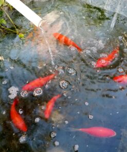 TetraFin Plus Goldfish Flakes 2.2 Ounces, Balanced Diet, With Algae To Promote Health,Oranges 2.2 Oz 21 71FNbQVZ29L