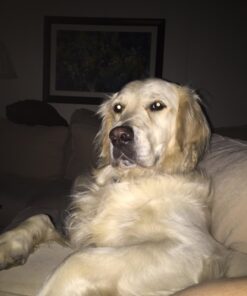 NUTRO NATURAL CHOICE Large Breed Adult Dry Dog Food, Lamb & Brown Rice Recipe Dog Kibble, 30 lb. Bag 30 Pound (Pack of 1) 38 71FQcJBVoNL 2