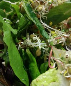 Todd's Seeds® Broccoli and Friends Sprouting Seed Mix, One Pound 42 71FQrK2Fu5L