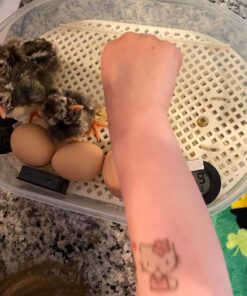 HatchMate™ Egg Incubator with Automatic Egg Turning and Humidity. Small & Portable for Hatching 9-12 Eggs. Hatch Chickens Quail Duck Turkey Parakeet & More Tabletop Incubator for Home or School Classroom 41 71FRwlvQffL