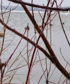 DecoyPro Mesh Decoy Bags - Hunting Equipment to Protect Turkey, Goose & Duck Decoys - 2 Decoy Bag Bundle - Fits Up to 2 Dozen Decoys 26 71FRyG1I8L