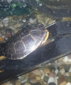 OASIS #64226 Turtle Ramp - Large 16-Inch by 11-Inch by 4-1/2-Inch, Black 39 71FVKTgk5dL