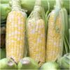 Seed Needs, 230+ Peaches & Cream Sweet Corn Seeds (Zea mays) Untreated and Non-GMO Bulk 9 71FWecFqOL