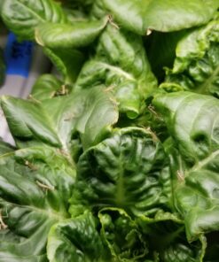 Praying Mantis Egg Case with Hatching Habitat Cup - 2 Praying Mantids Egg Cases 2 Egg Pod Habitat Cup 48 71FXdZwKzLL