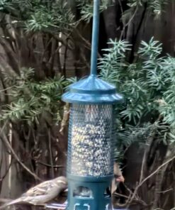 Squirrel Buster Standard Squirrel-proof Bird Feeder w/4 Metal Perches, 1.3-pound Seed Capacity, garden green 25 71FXq1ZJ L