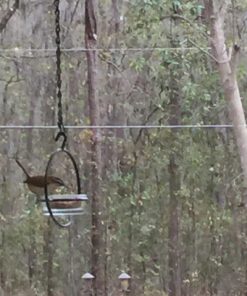 Mosaic Birds Hummble Basic Bird Feeder, M045-200, 3.4 Ounce Capacity, Clear, 1 Piece 47 71FZcZ2xjML