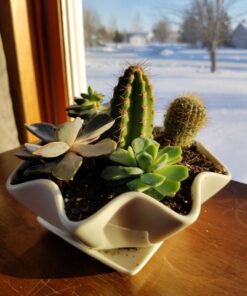 Shop Succulents | Assorted Collection of Live Succulent Plants, Hand Selected Variety Pack of Mini Succulents | | Collection of 5 in 2" pots 17 71FbKEzm8L