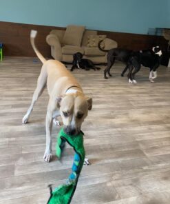 Outward Hound Durablez Tough Plush Squeaky Dog Toy, Snake, Blue, XL Blue Snake 32 71FceA6Gw9L