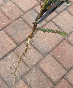 Lawn Jaws The Original Sharktooth Weed Puller Remover Weeding & Gardening Tool Weeder -Pull from The Root Easily! Ergonomic Handheld Weeding Tool for Spring Summer Cleaning, for All Age Gardeners 1 Pack 26 71FcjxZldxL