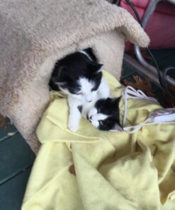 Sunbeam Heating Pad for Pain Relief | Standard Size Ultra Heat, 3 Heat Settings | Light Blue, 12 Inch x 15 Inch UltraHeat, 12 x 15 39 71FcvKOhL