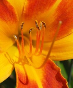 OM SYSTEM OLYMPUS M.Zuiko Digital ED 30mm F3.5 Macro For Micro Four Thirds System Camera, Compact Macro lens, 1.25x Image Maginification, Fast AF, Beautiful Bokeh Base 39 71FeZArBoLL