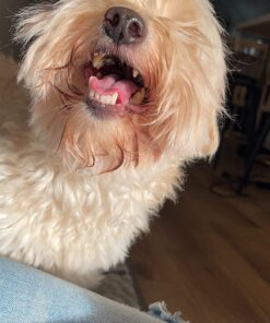 DentaLife Made in USA Facilities Small/Medium Dog Dental Chews, Daily - 40 ct. Pouch 40 Count (Pack of 1) 34 71Fk8wtcKTL