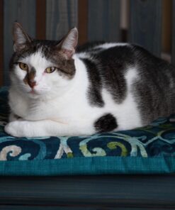 Nikon Z7 FX-Format Mirrorless Camera Body w/ NIKKOR Z 24-70mm f/4 S w/ 24-70mm Base 44 71FkgegsbHL