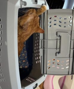 Amazon Basics - 2-Door Top-Load Hard-Sided Dogs, Cats Pet Travel Carrier, Gray & Blue, 22.8"L x 15.0"W x 13.0"H Two-Door Top-Load 68 71Fm9HENcGL 1