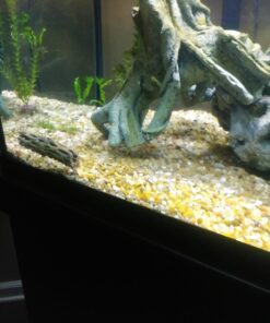 SunGrow Cholla Wood, 5” Climbing Logs, Chew Toy, Aquarium Fish, Snail & Shrimp Driftwood, Décor Adds Raw Beauty, 3 Pack (3 Pieces, 5 inches) 58 71FzNO34LnL 2