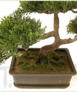 Alternative view of Artificial Japanese Cedar Bonsai Tree 9 inch Tall