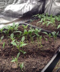 VIVOSUN 10"x 20.75" Seedling Heat Mat and Digital Thermostat Combo Set, UL & MET-Certified Warm Hydroponic Heating Pad for Germination, Indoor Gardening, Greenhouse 10"x20.75" 38 71G1yyu6xdL