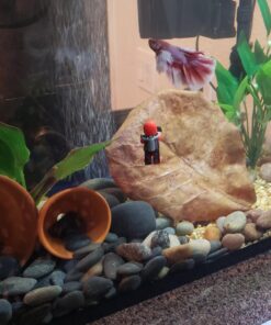 SunGrow Betta Leaves, 8”, 10 Pcs Beneficial Large Catappa Indian Almond Leaves for Overall Development in Fish Tank Aquarium, Water Conditioner Leaves Lower pH Large (8", 10 pack) 49 71G3EbIYRwL