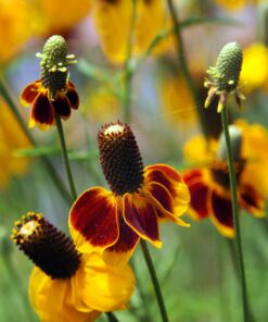 Outsidepride Ratibida Mexican Hat Wild Flower Attractant & Pollinator for Bees & Butterflies - 5000 Seeds 10 71G3sNIRXvL