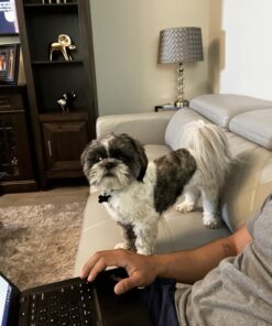 GREENIES Original TEENIE Natural Dental Care Dog Treats, 12 oz. Pack (43 Treats) Unflavored 43 Count (Pack of 1) 34 71G4CJIuYOL