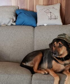 SPOT Elevated Dog Feeder, Stainless Steel, Single Bowl, Hygienic, Easy to Clean, Promotes Proper Posture, Ideal for Medium and Large Breeds, 14-Inch 38 71G4KwbDaBL