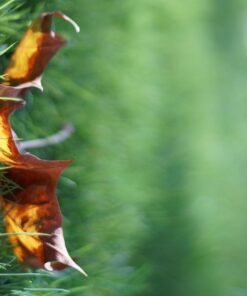 Fotasy Manual EF EFS Lens to E Mount Adapter, EF E Mount, EF Adapter to E Mount, Adapter for Cannon EF lense, Compatible with Sony a7 a7r a7s a7 II III IV a9 a9II a7c aplha 1 a6600 a6500 a6400 a6300 Canon EF - E-Mount 38 71G4l2b8ZyL