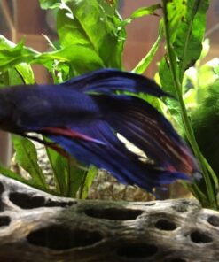 SunGrow Cholla Wood, 5” Climbing Logs, Chew Toy, Aquarium Fish, Snail & Shrimp Driftwood, Décor Adds Raw Beauty, 3 Pack (3 Pieces, 5 inches) 45 71G6mSgnY2L