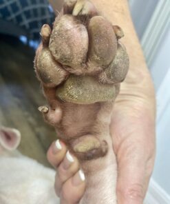 Paw Nectar Dog Paw Balm - Heals, Repairs & Restores Dry, Cracked & Damaged Paws - 100% Organic & Natural Cream Butter, Wax, Moisturizer & Protection for Dog Feet & Foot Pads - Effective & Safe - 2 Oz 39 71G75wGaBL