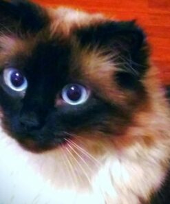 Only Natural Pet Flea and Tick Prevention for Cats - EasyDefense Flea Remedy - Natural Flea Treatment Control Squeeze-On Drops - Three Months Supply (Single) Single 17 71G77mT1RzL