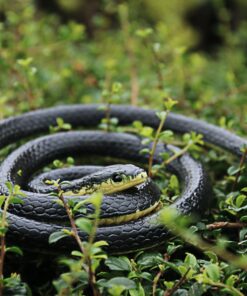 Alternative view of Homdipoo Realistic Fake Rubber Snake Toys Black That Look Real Prank Stuff Cobra 49 Inch Long 49inch 1pack