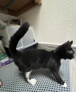 IRIS USA Large Split-Hood Cat Litter Box with Scoop and Grate, Blue Split Hooded - Navy 42 71G9yoH1WnL