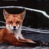 Red fox: The Catlike Canine (Smithsonian Nature Book) 3 71GAYWczhIL