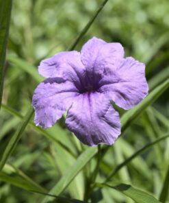 Panasonic LUMIX G85MK 4K Mirrorless Interchangeable Lens Camera Kit, 12-60mm Lens, Lexar U3 64GB Memory Card, 2 Spare Batteries, Charger, Bag and Accessory Bundle 43 71GD RYGPSL