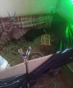 Oxbow Animal Health Western Timothy Hay - All Natural Hay for Rabbits, Guinea Pigs, Chinchillas, Hamsters & Gerbils-Veterinarian Recommended- Digestive & Dental Health- Grown in the USA- 9lb. 9 Pound (Pack of 1) 35 71GErtaRIBL