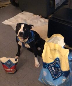 Blue Buffalo Dog Food for Puppies, Life Protection Formula, Natural Chicken & Brown Rice Flavor, Puppy Dry Dog Food, 15 lb Bag 15.00 Pound (Pack of 1) 31 71GFWUBYU4L 2