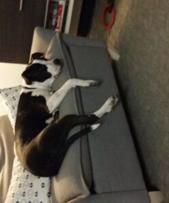 G & F 57100M CUTShield Classic level 5 Cut Resistant Gloves for Kitchen,Food Grade Cut Resistant Gloves, Medium.,Grey Plain Palm 16 71GFXuBHL