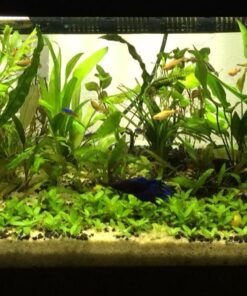 Seachem Flourish Potassium 500ml One size 31 71GGHh2f4L 1