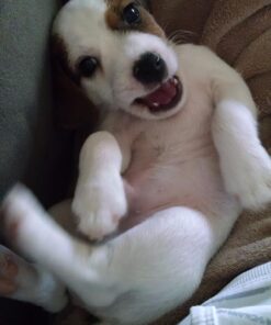 EBPP Stop the Chew 3X Strength Anti Chew Spray for Dogs - No Chew Spray for Puppies - Alcohol Free Dog Deterrent Spray - Bitter Spray for Dogs to Stop Chewing - Powerful No Chew Spray for Dogs - 8oz 48 71GGIfyV8sL